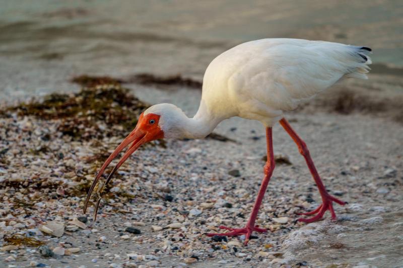 White Ibis In the Surf