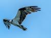 Osprey In Flight