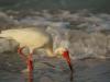 White Ibis In the Surf