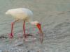 White Ibis In the Surf